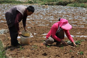 学校推动脱贫工作落实&mdash;&mdash;丫口村椒农抢抓节令掀起辣椒移栽热潮